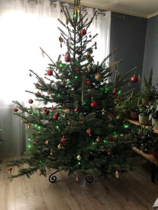 Choinki na święta (świerki srebrne i zielone)