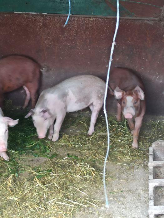 Продам свиней Ландраси