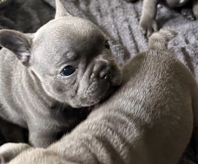 Buldog francuski niebieski prześliczna  suczka