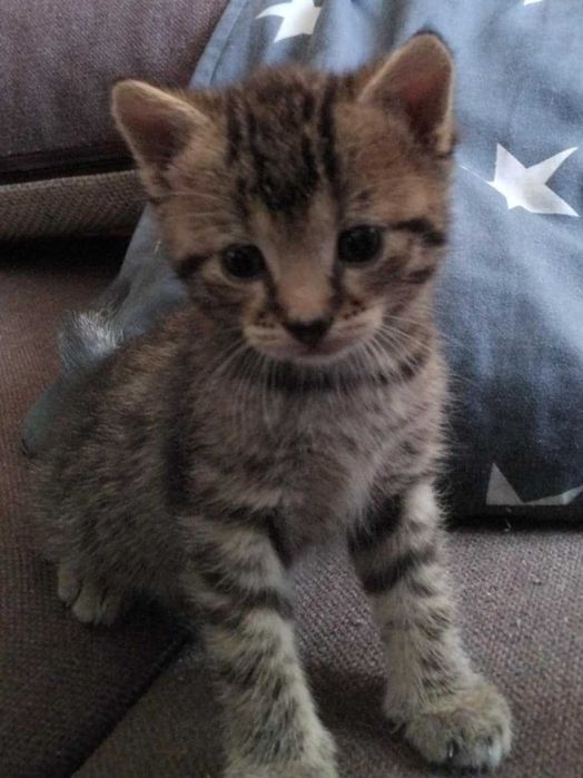 Oddam kotki w dobre ręce