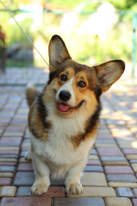 В’язка Вельш коргі пемброк