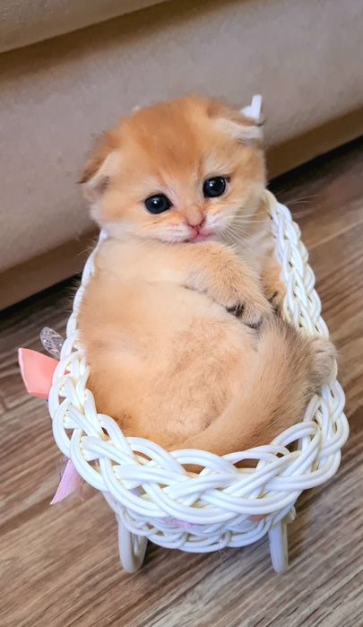 Кукольные малыши, котята золотая шиншилла
