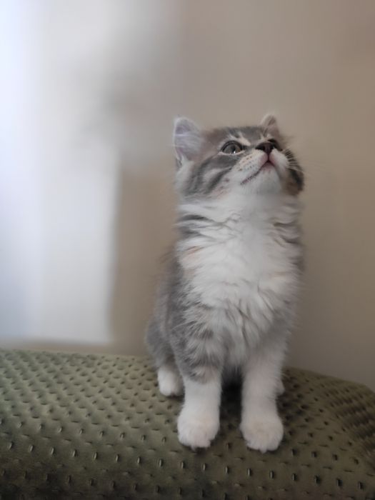 Кошеня котик кот кішка котёнок кошечка