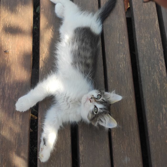 Кошеня шукає родину.