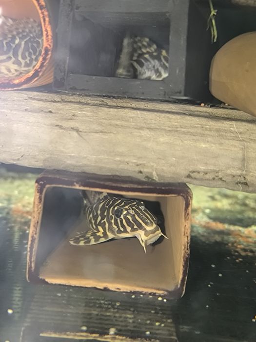 Pleco L134 adultos reprodutores