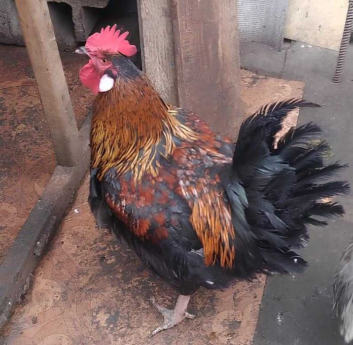 Продам двух петухов