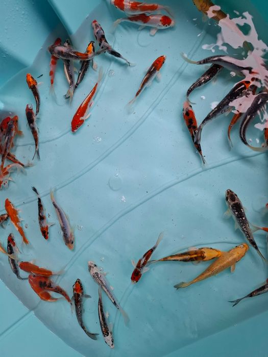Carpas koi 12/15cm