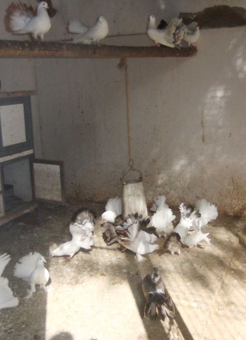 pombos de leque várias cores