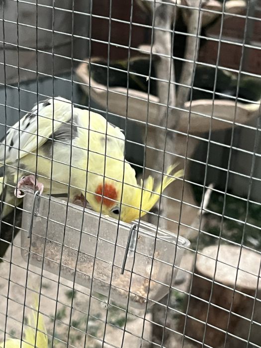 Vendo viveiro para passaros com um ano