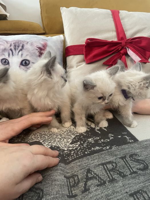 Kot kotka kocurek koteczka Ragdoll Ragdolle