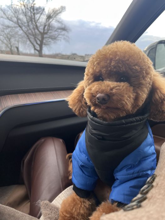 Карликовий пудель вʼязка