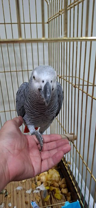 Papagaio cinzento