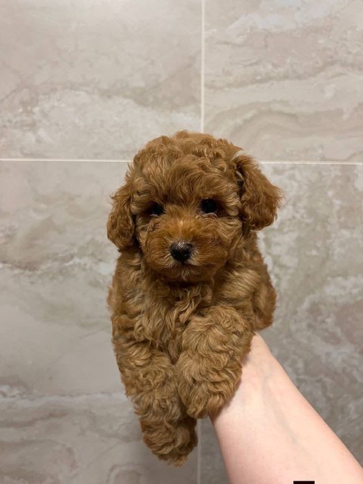 Ред браун той пудель, малиш