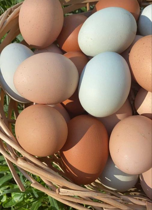 Jajka kur Wiejskich Eko