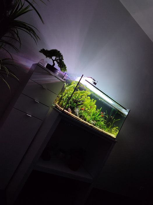 Aquário completo com móveis + equipamento + peixes