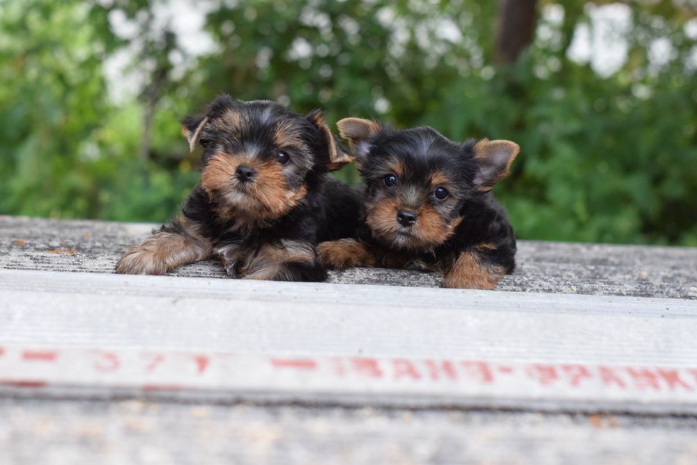 Йорк малята, цуценята. Хлопчики красунчики.
