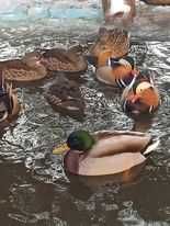 sprzedam kaczki mandarynki