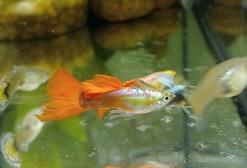 Gupiki Pawie Oko.ORANGE.Młode.