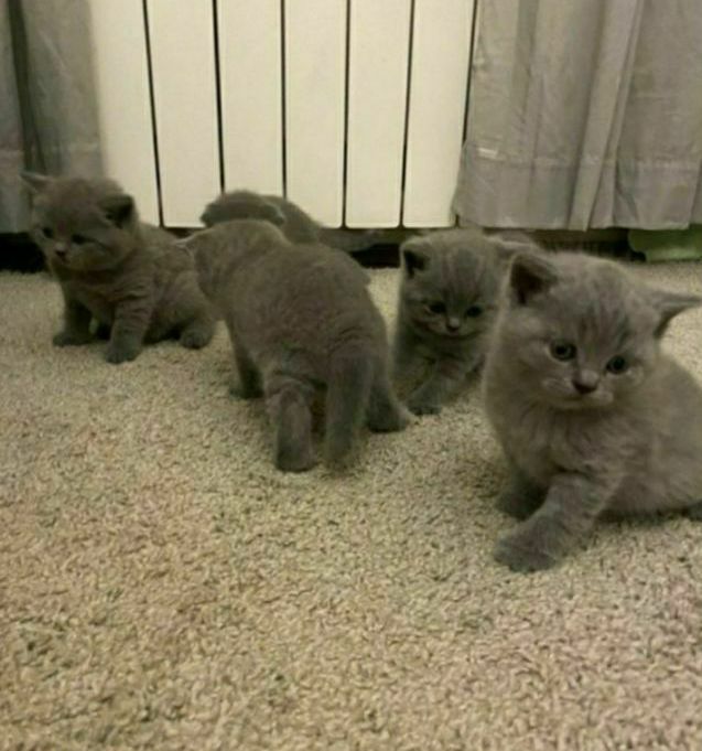 Плюшевые с документами котята, для Вас))