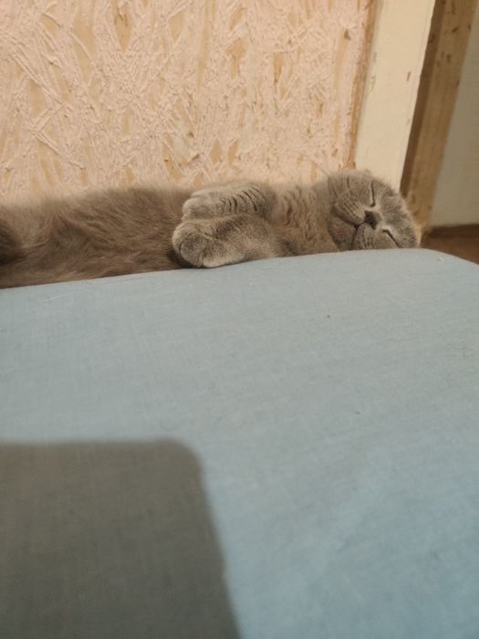 Сіре кошеня, кішка, кошка висловуха