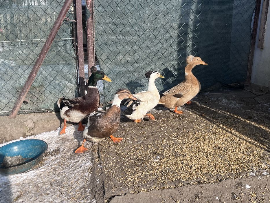 Kaczki staropolskie czubate stado zarodowe