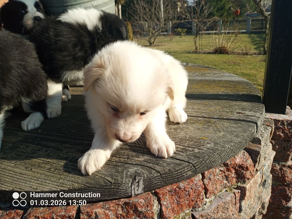 Szczeniak border collie