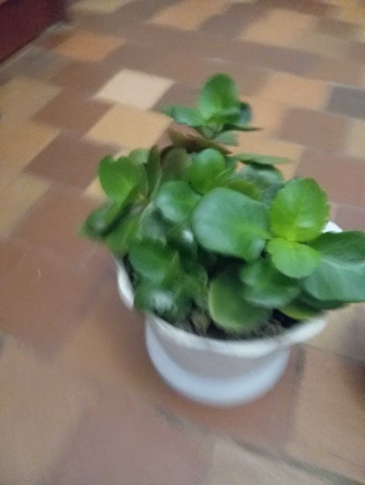 Цветы комнатные  недорого