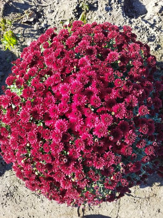 Хризантема мультифлора, саджанці