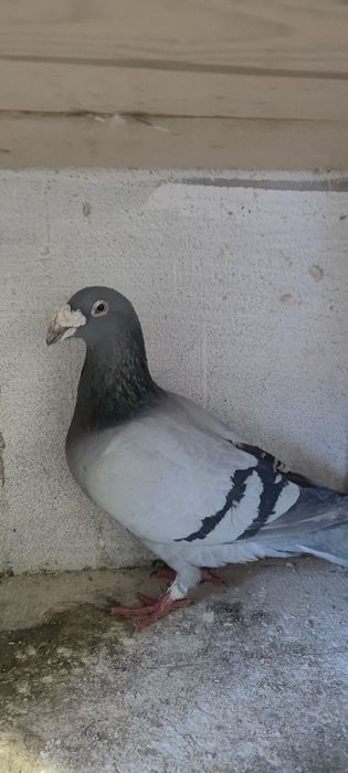 Sprzedam gołębie staropolskie