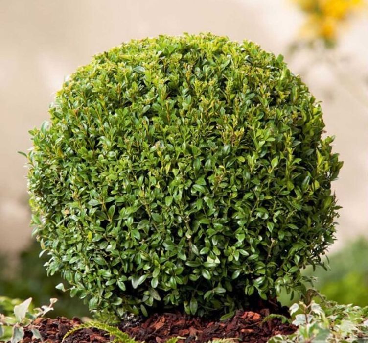 Саженцы САМШИТ Вечнозеленый