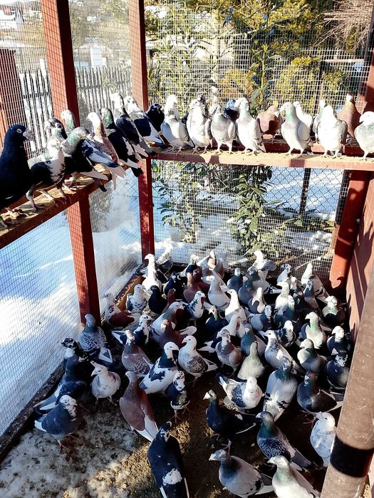 Gołębie Staropolskie