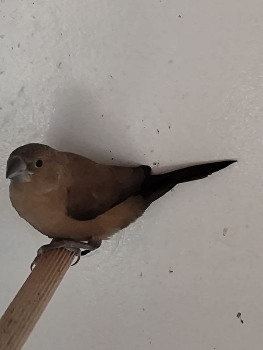 Sprzedam srebrnodziobek