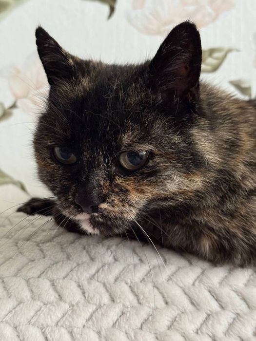 Шукаю родину кицюні