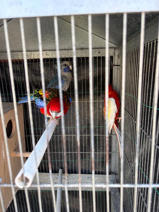 Vendo casal de roselas