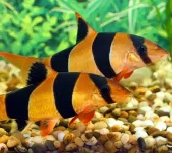 Bocja wspaniała Ch. Matracanthus