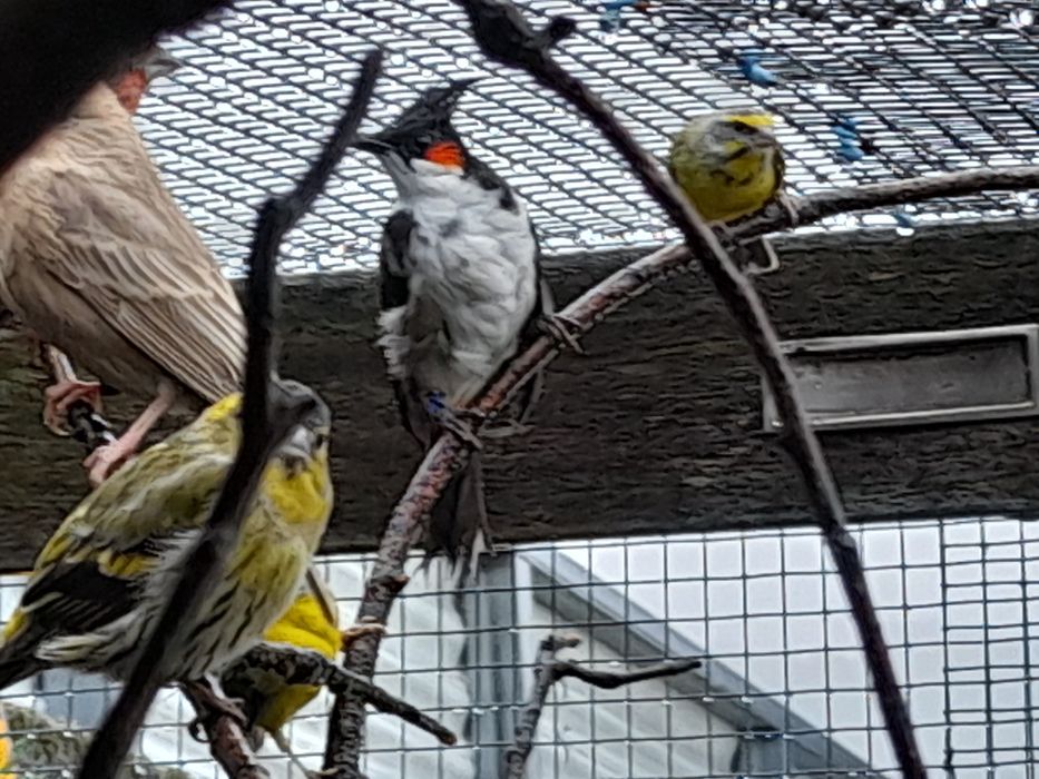 Bull bull birds um macho de orelha vermelha e outro macho verde