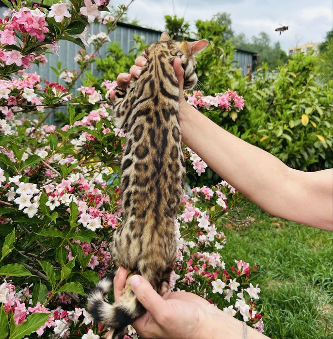 Piękna kotka Bengal z prawami hodowlanymi