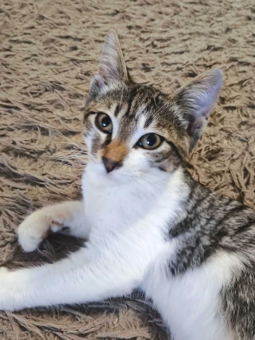 Котик, безкоштовно