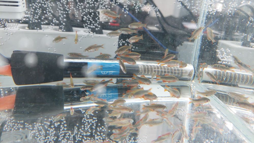 Razbora Galaxy / Danio perłowy (Danio margaritatus) WYSYŁKA AKWAWIN