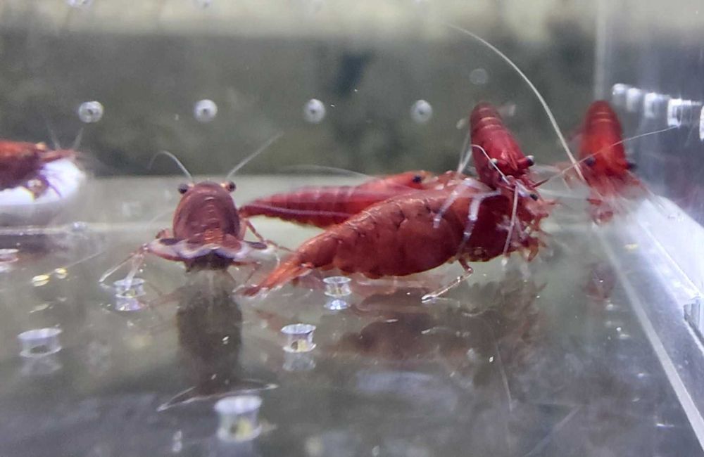 Krewetki Neocaridina Bloody Mary