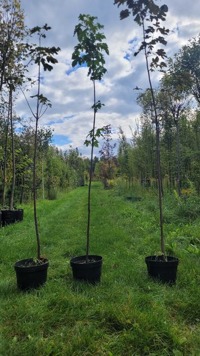 Klon jawor ,buk , dąb , doniczka