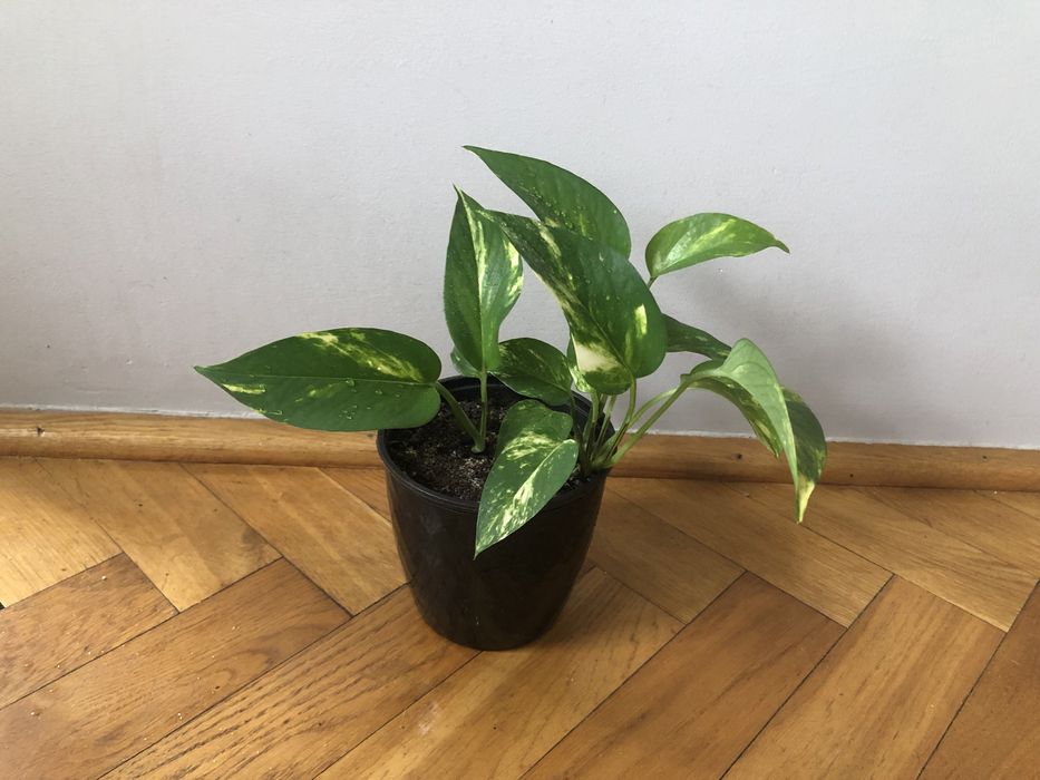 Epipremnum złociste mloda roślina