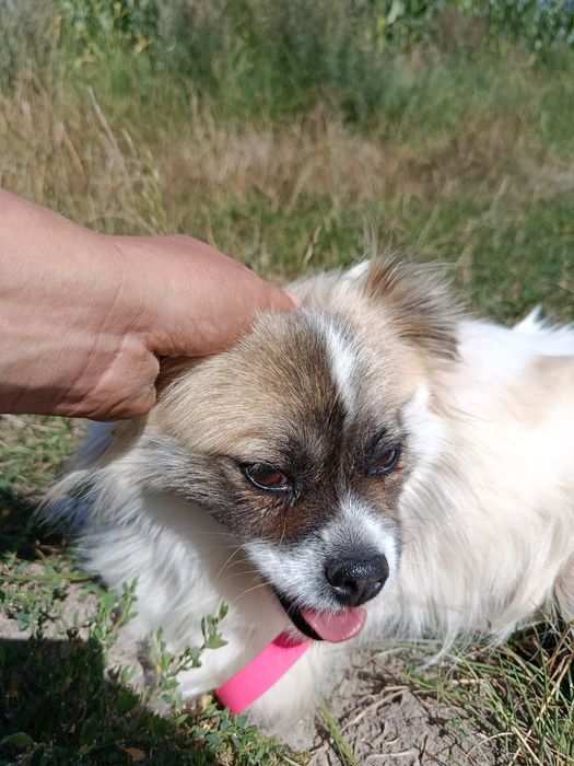 Perełka,  2 lata, w typie pekińczyka, nie widzi w pełni