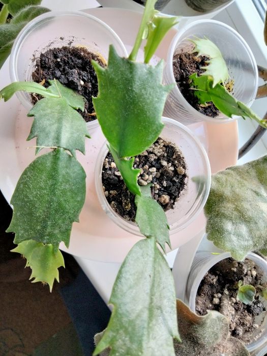 Шлюмбергера персикова