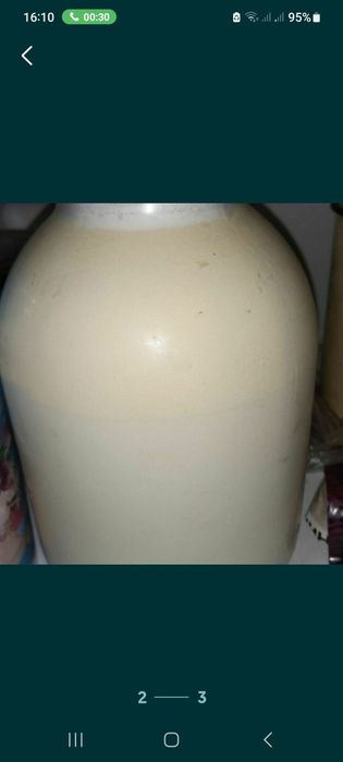 Продам породисту корову