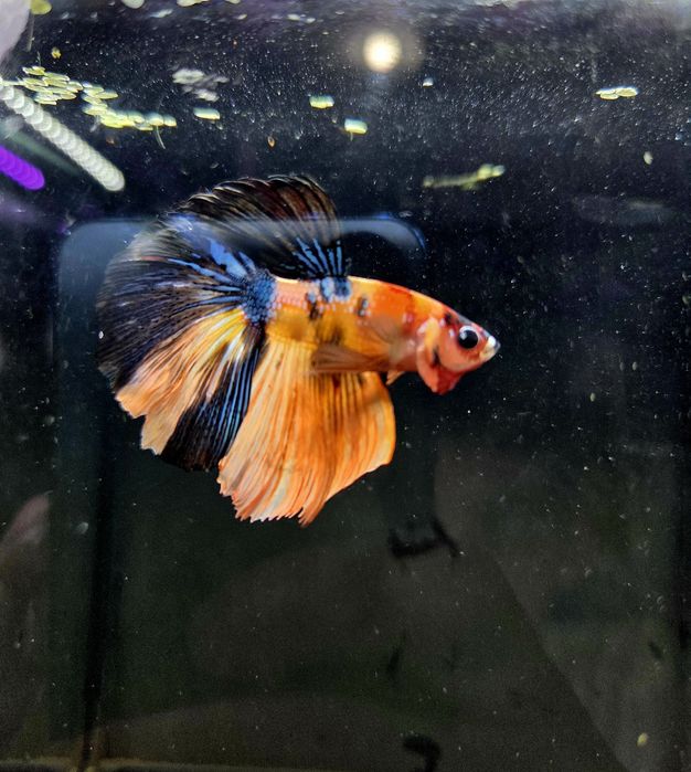 Bojownik HM nemo