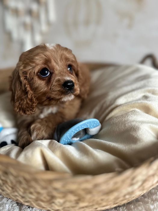 Piękny chłopak Cavapoo