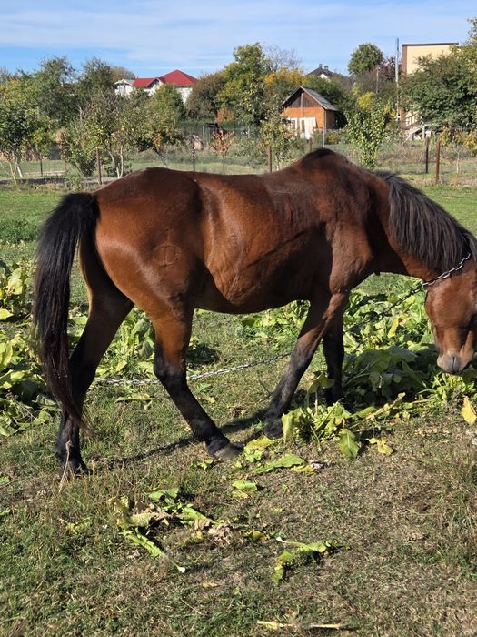 Продам пару коней!