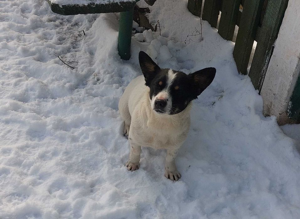 віддам в добрі руки собаку