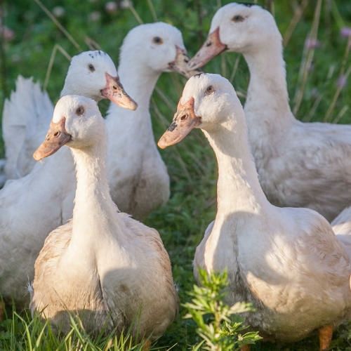 Качки утки  муларди 4 місячні